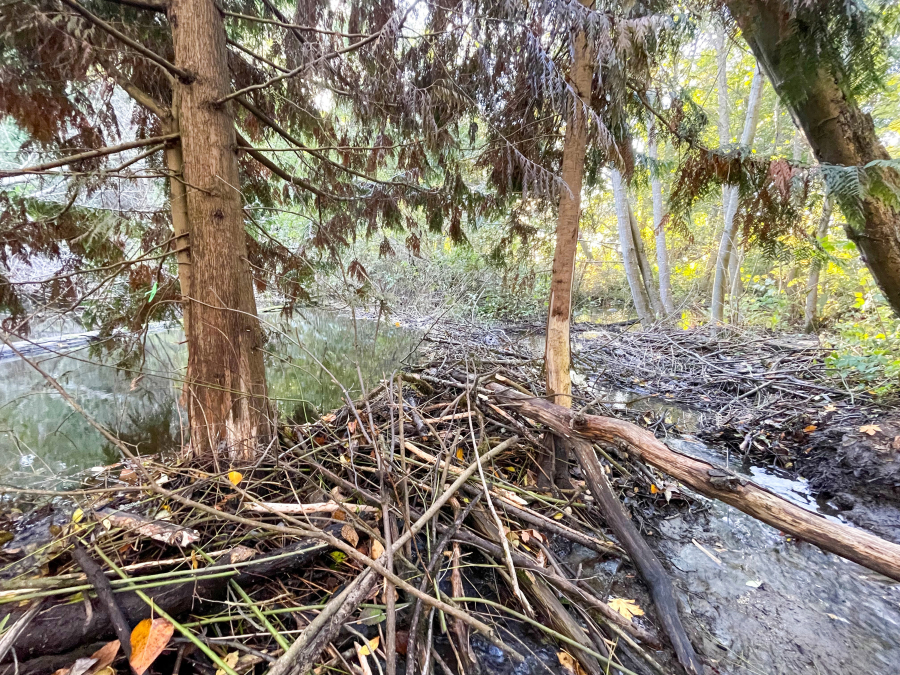 A family of beavers has built a series of dams along Pipers Creek in Carkeek Park, the largest of which uses two trees and an installed bench.