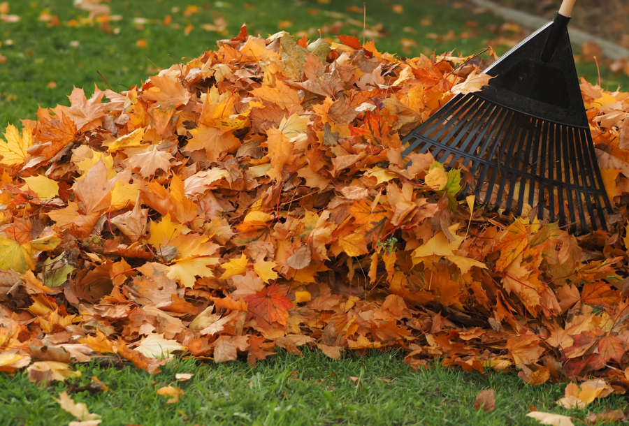 According to the National Wildlife Federation, fallen leaves create their own mini-ecosystem.