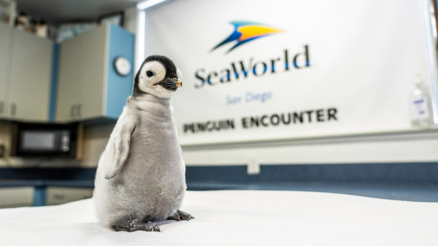 The first Emperor Penguin chick in over a decade hatched at SeaWorld San Diego (SeaWorld Parks & Entertainment)