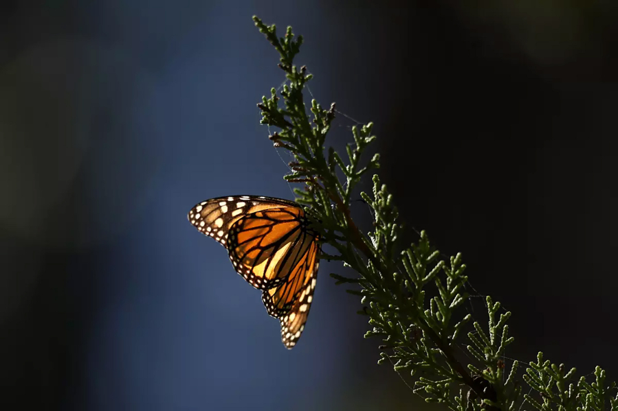 Sunlight shines through the glowing wings of a monarch butterfly resting on a cypress tree branch at the Coastal Access Monarch Butterfly Preserve in Los Osos in January 2022.