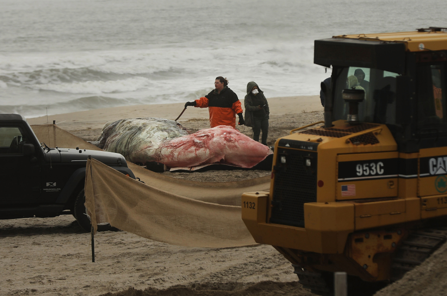 Workers inspect a dead humpback whale that washed up on the sand on Rockaway Beach on April 5, 2017, in the Queens borough of New York City.