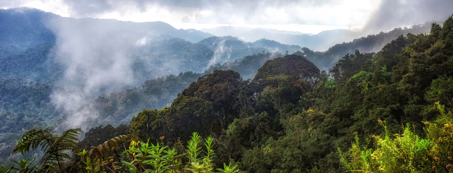 The rainforest of Nyungwe National Park in Rwanda, where a new frog species has recently been discovered.