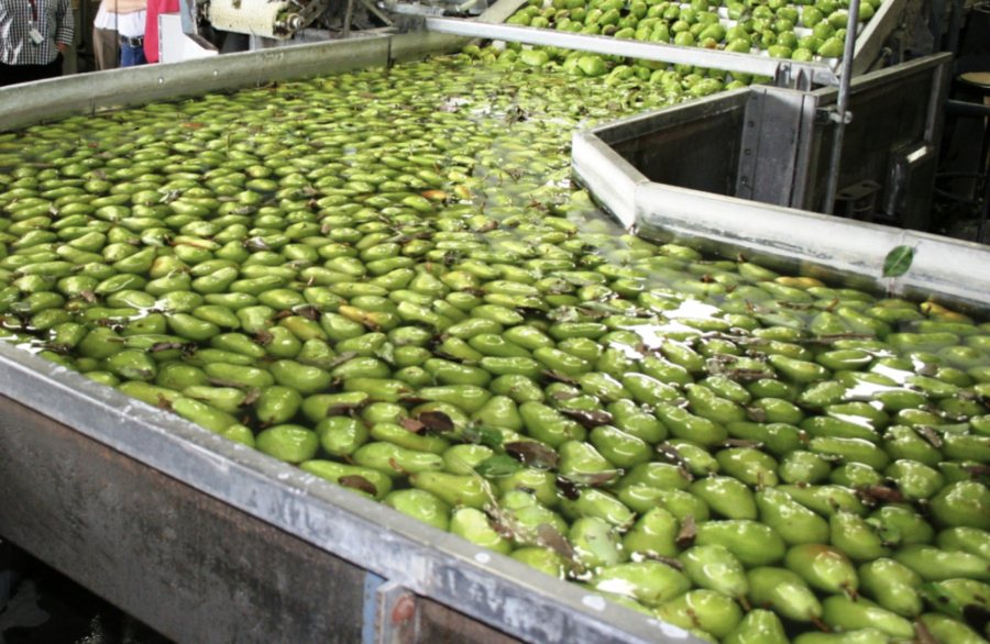 Pears move through a processing and packing facility in Wapato. (U.S.