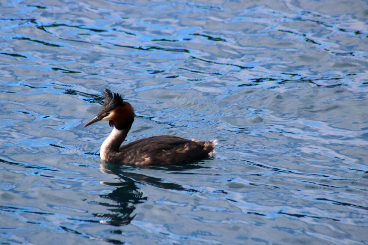 The puteketeke, also known as the Australasian crested grebe, has clinched the title of New Zealand&rsquo;s bird of the century after a little help from late-night talk show host John Oliver.
