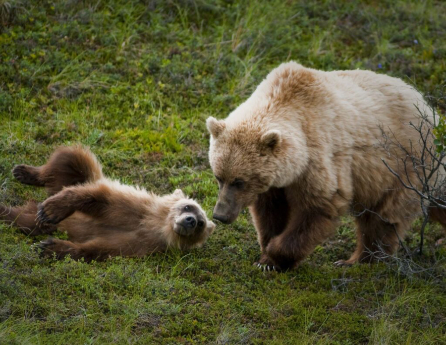 National Park Service 
 Grizzly bears once roamed Washington&iacute;s North Cascades, but their numbers were brought down by hunting throughout the 20th century.