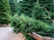 Make memories chopping down the family Christmas tree this season.