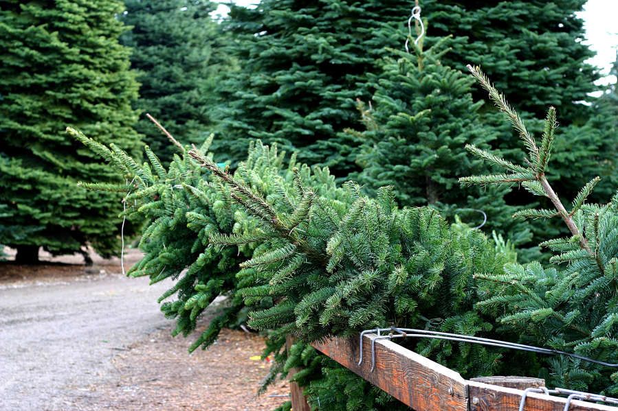 Make memories chopping down the family Christmas tree this season.