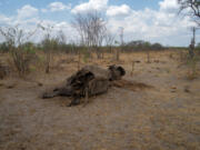 A carcass of an elephant that succumbed to drought in the Hwange National Park, Zimbabwe on Nov. 12, 2019.