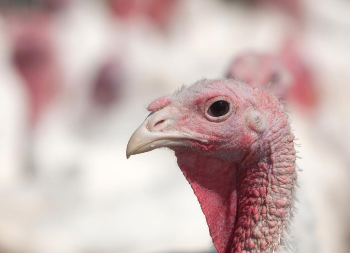 Minnesota birds are a Thanksgiving staple around the country, thanks to a turkey turnaround a century ago.