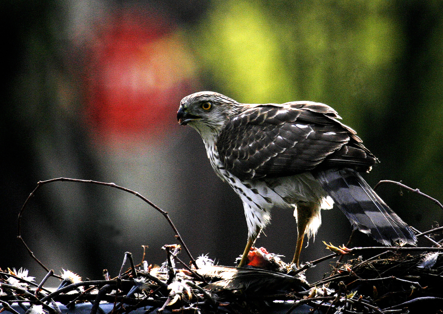 A Cooper&rsquo;s hawk feeds on a small bird in Minneapolis on May 5, 2009. The Cooper&rsquo;s hawk is on the list for change by the American Ornithological Society; it was named after William Cooper, a naturalist born in 1798.