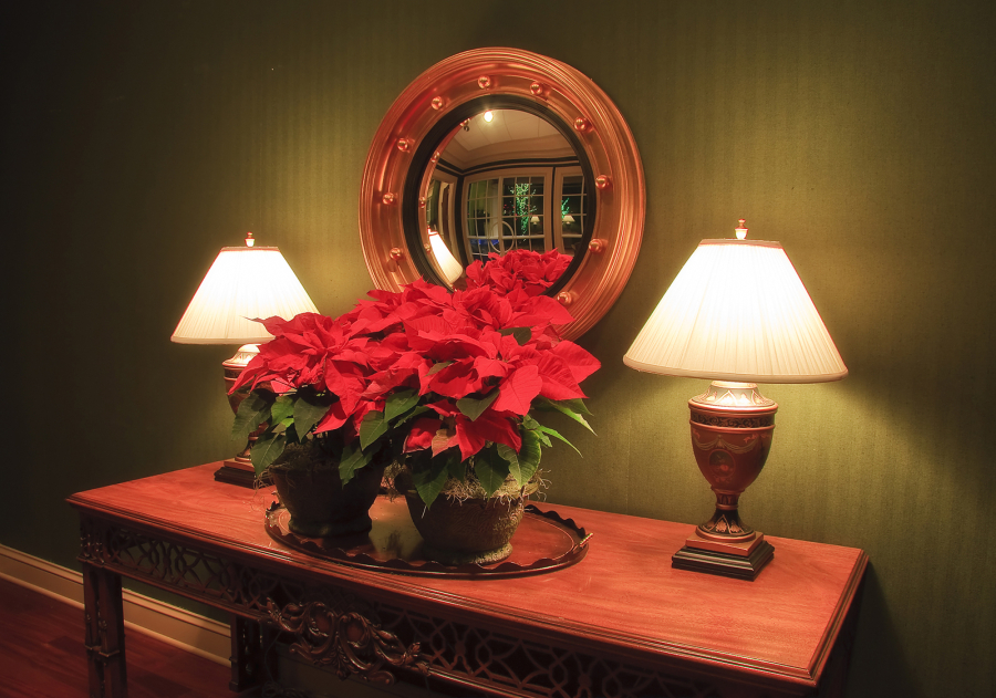 Poinsettias are available in a variety of colors including white, pink, hot pink, yellow, peach, marbled and speckled.