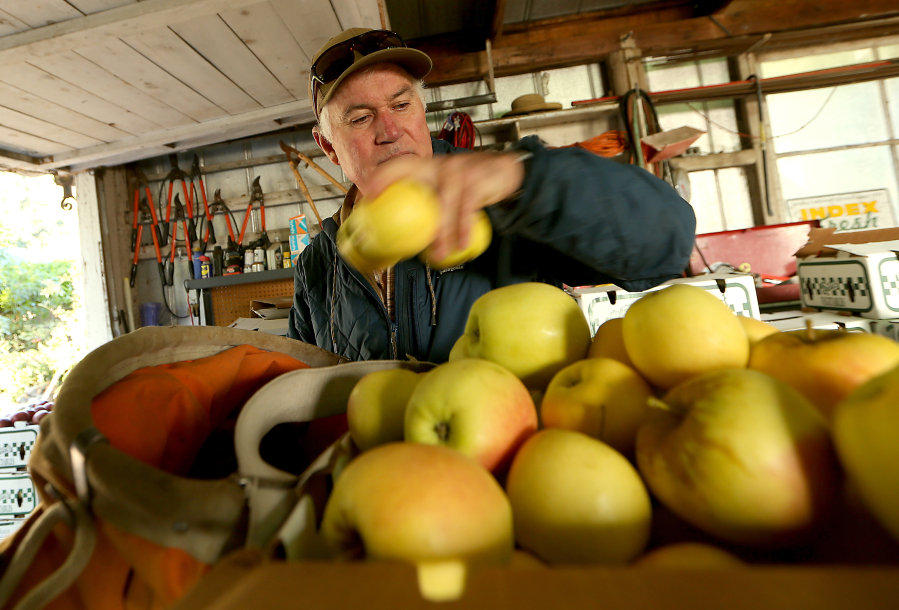 Fruit farmer Mike Cirone boxes apples in a small packing shed at his orchard in See Canyon near San Luis Obispo, Calif. He grows more than 30 varieties of apples, pears and oranges.