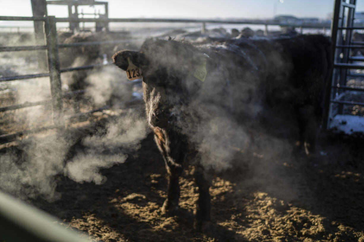 As the sun rises, a cow&rsquo;s warm breath is lit up in the cold morning air at Colorado State University&rsquo;s research pens in Fort Collins, Colo., Thursday, March 9, 2023. Feedlots can be ugly, with manure runoff and animals standing on packed dirt with little shade. But they have advantages: Steady feed enables cattle to put on weight more quickly, and the less time a cow lives, the less greenhouse gases produced.