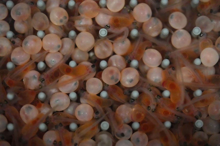 Hatched salmon with yolk sacs swim alongside unhatched eggs June 28 at the Atlantic Sapphire Bluehouse indoor salmon farm in Homestead, Fla.