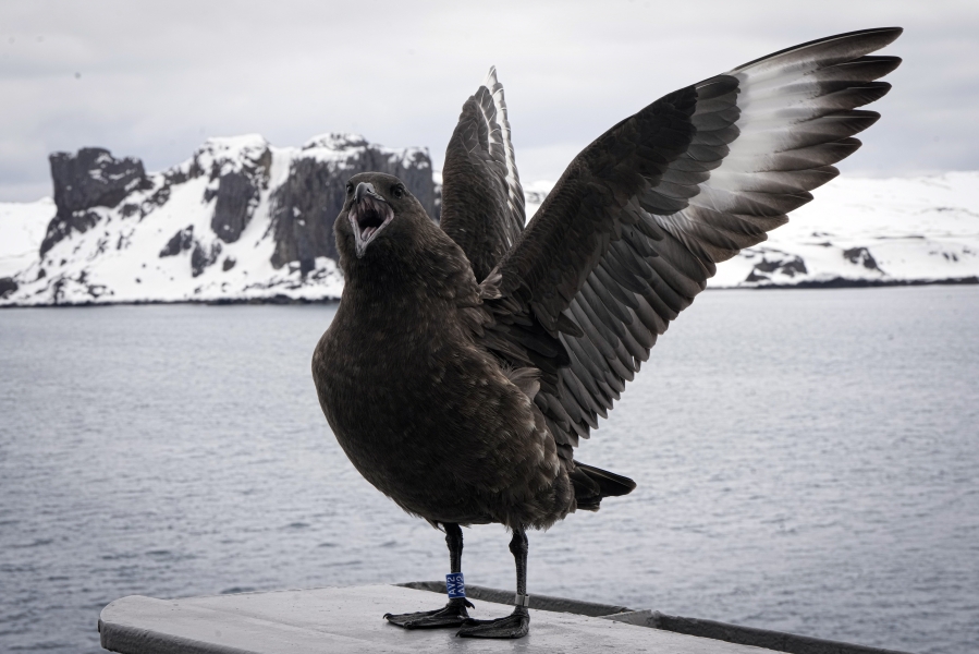 A bird extends its wings aboard of the Aquiles, a Chilean Navy ship at King George Island, South Shetlands, Antarctica, Thursday, Nov. 23, 2023.