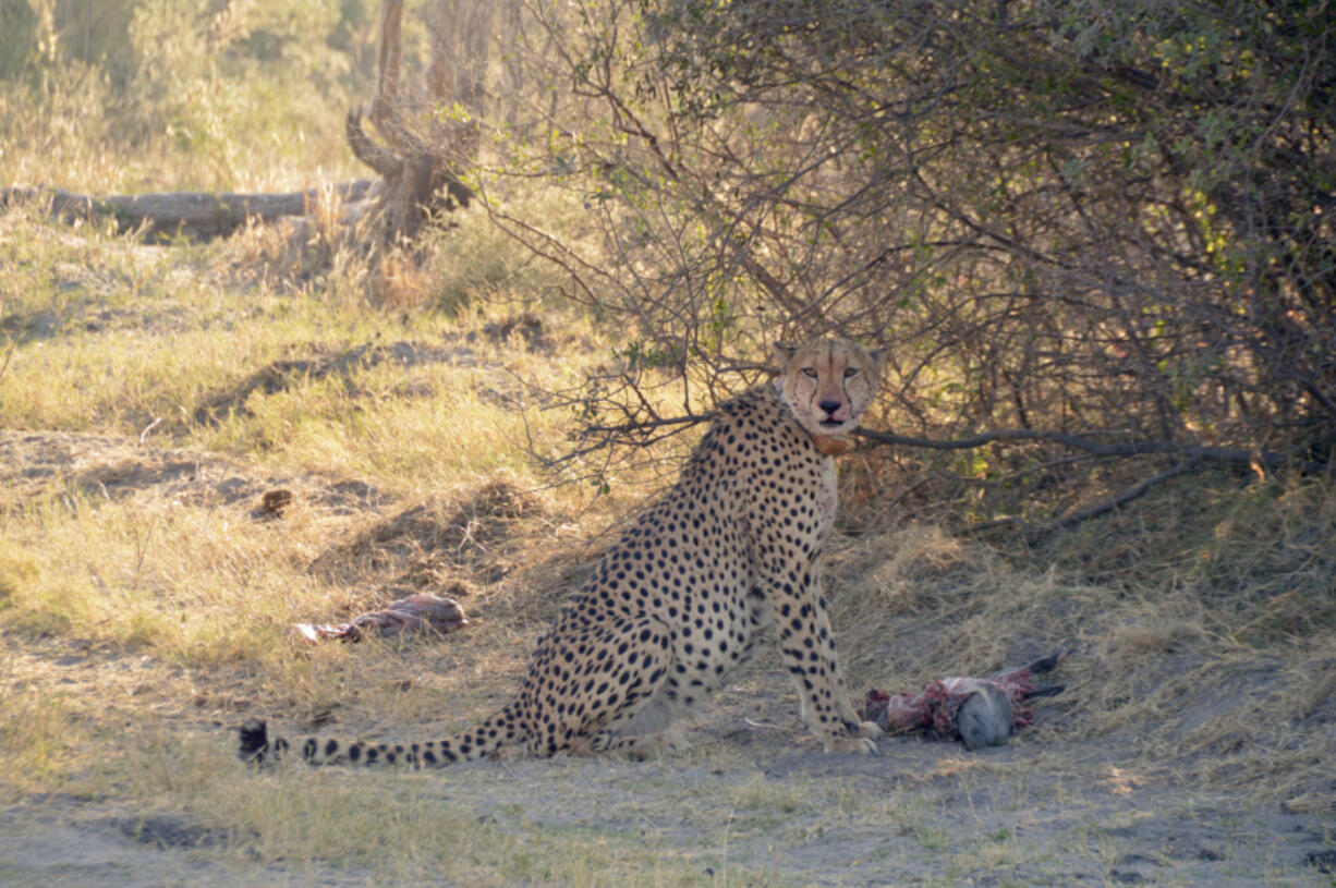 In this photo provided by Briana Abrahms, a male cheetah, named Qamar, has a fully belly after making a kill in northern Botswana on July 17, 2015. He wears a GPS collar as part of a study. Cheetahs are usually daytime hunters, but the speedy big cats will shift their activity toward dawn and dusk hours during warmer weather, according to a study published Wednesday, Nov. 8, 2023, in the journal Proceedings of the Royal Society B. Unfortunately for endangered cheetahs, that sets them up for more potential conflicts with mostly nocturnal competing predators like lions and leopards, say the authors of the paper.
