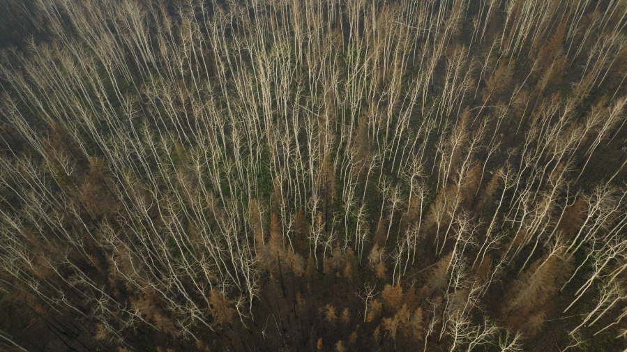 Burnt trees from recent wildfires stand in a forest in Fort Chipewyan, Canada, on Sunday, Sep. 3, 2023. Wildfires are bringing fresh scrutiny to Canada&rsquo;s fossil fuel dominance, its environmentally friendly image and the viability of becoming carbon neutral by 2050. (AP Photo/Victor R.