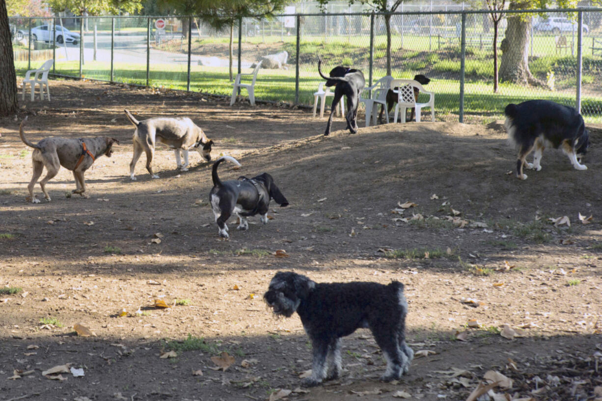 Owners bring their dogs to a park in Los Angeles. Veterinary laboratories in several states are investigating an unusual respiratory illness in dogs that causes lasting illness and doesn&rsquo;t respond to antibiotics.