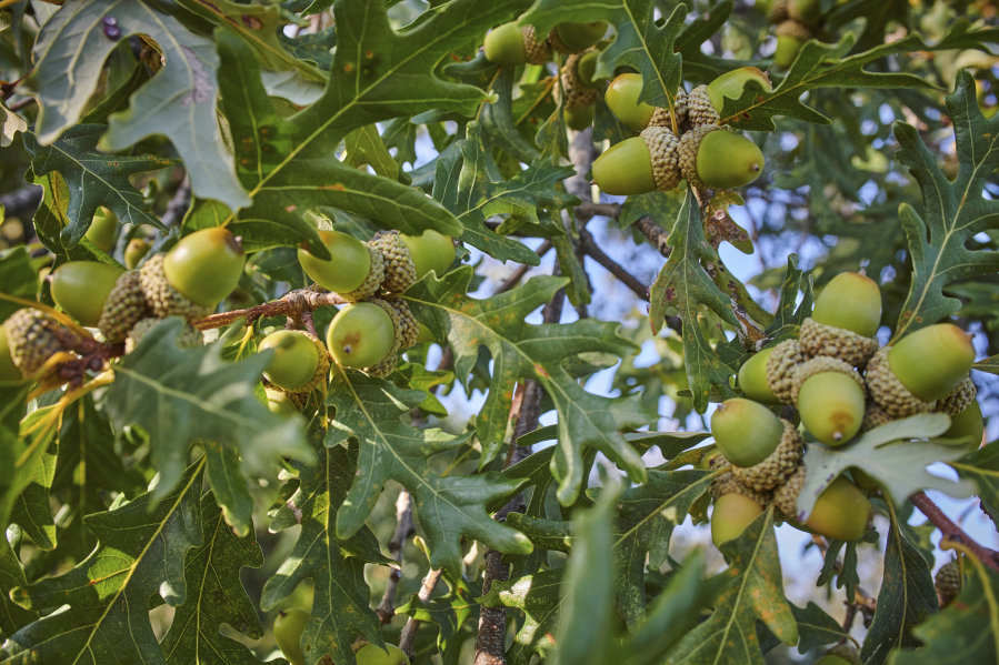 This Sept 12, 2023, image provided by The Morton Arboretum shows a white oak tree bearing a bumper crop of acorns during a mast year in Lisle, Illinois.