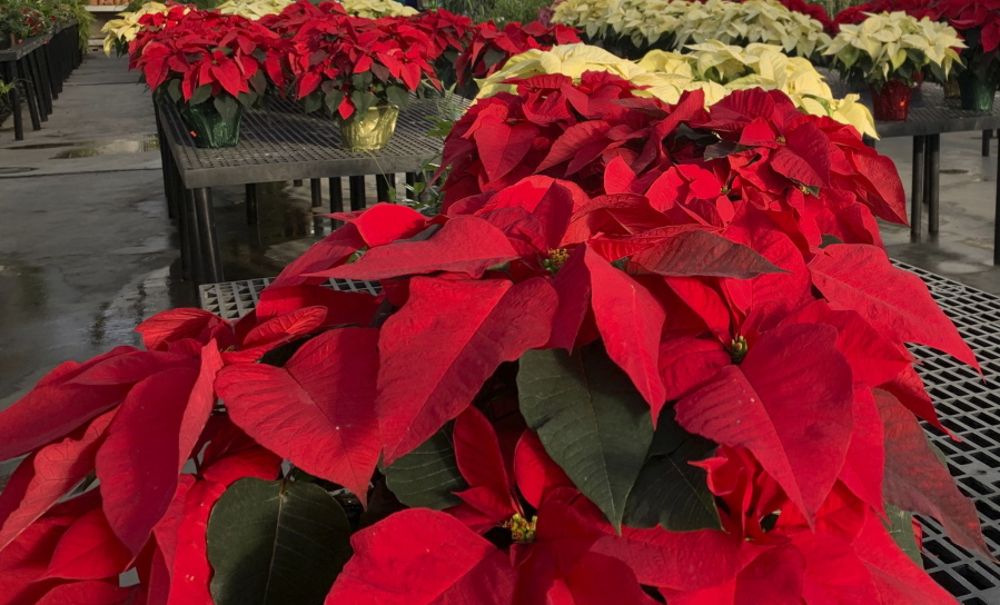 Holiday Plants: 5 Plants That Say “Holiday Season” and How to Care for Them