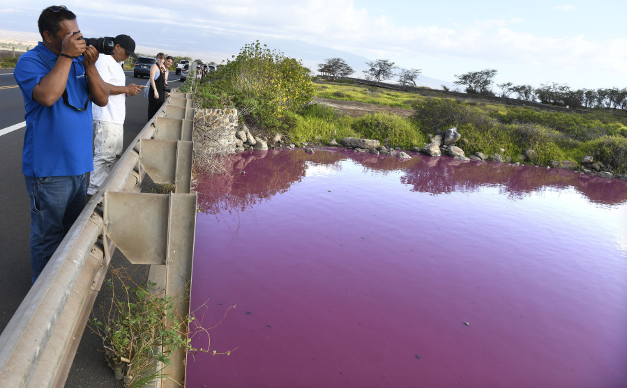 Severino Urubio of Hilo, Hawaii, snaps photos of the pink water at Kealia Pond National Wildlife Refuge in Kihei, Hawaii, on Wednesday.