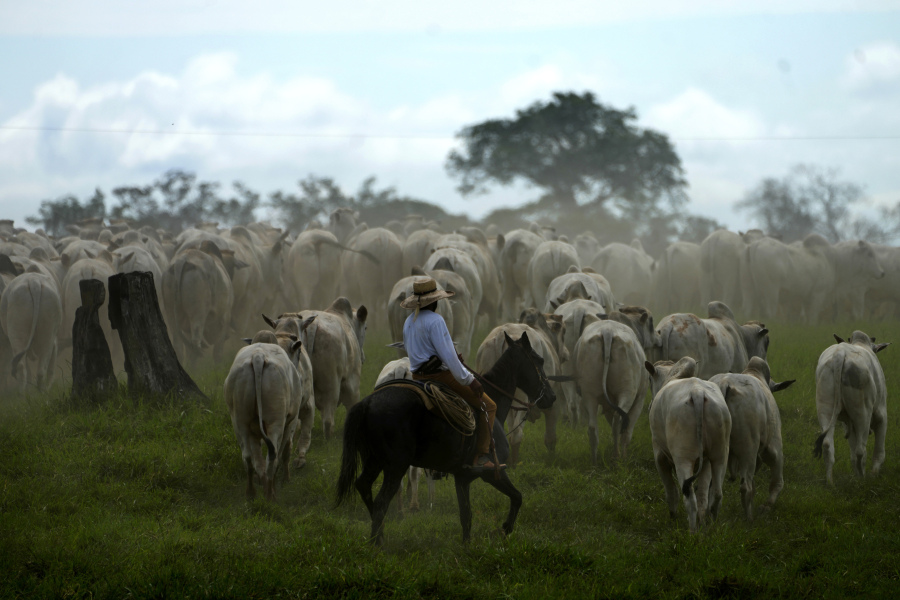 A cowboy drives a herd of cattle in the pastures of the Guachupe farm, in the rural area of the Rio Branco, Acre state, Brazil, Monday, May 22, 2023.
