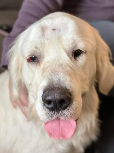 A dog is recovering after he was shot in the head and left to die in a roadside ditch in Washington. Now he’s going home with one of his rescuers.