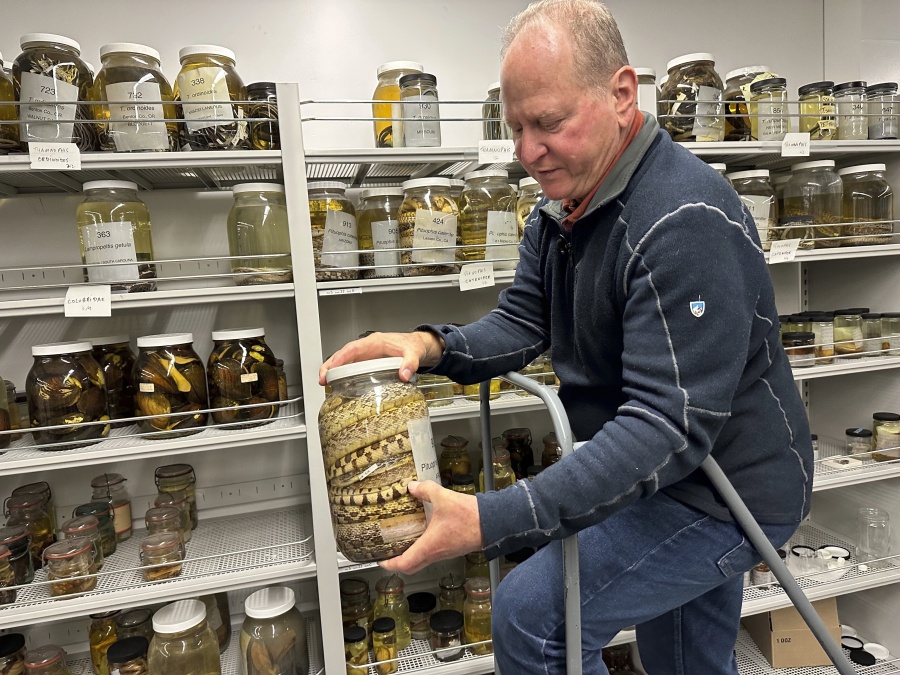Greg Schneider, research museum collections manager for the University of Michigan Museum of Zoology's division of reptiles and amphibians, holds a jar containing snake specimens in Ann Arbor, Mich. They are part of a donation from Oregon State University.