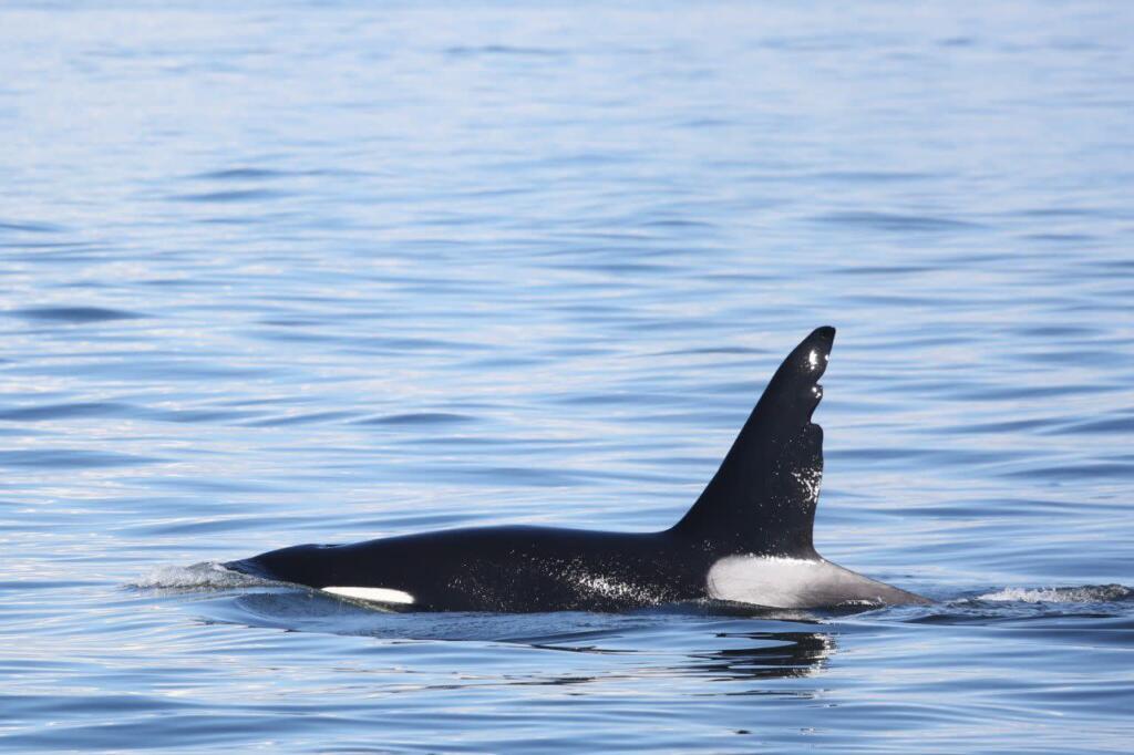 All hail Chainsaw: the big guy with the jagged dorsal fin who, together with his fellow Bigg’s killer whales, has already racked up a record number of sightings of the orcas for 2023.