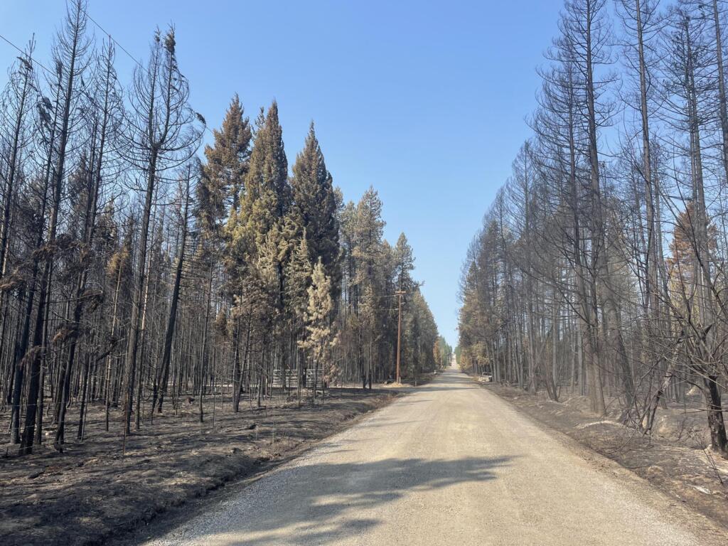 While some areas of the forest burned hot, there are also pockets in the background where the fire only minimally effected the forest.