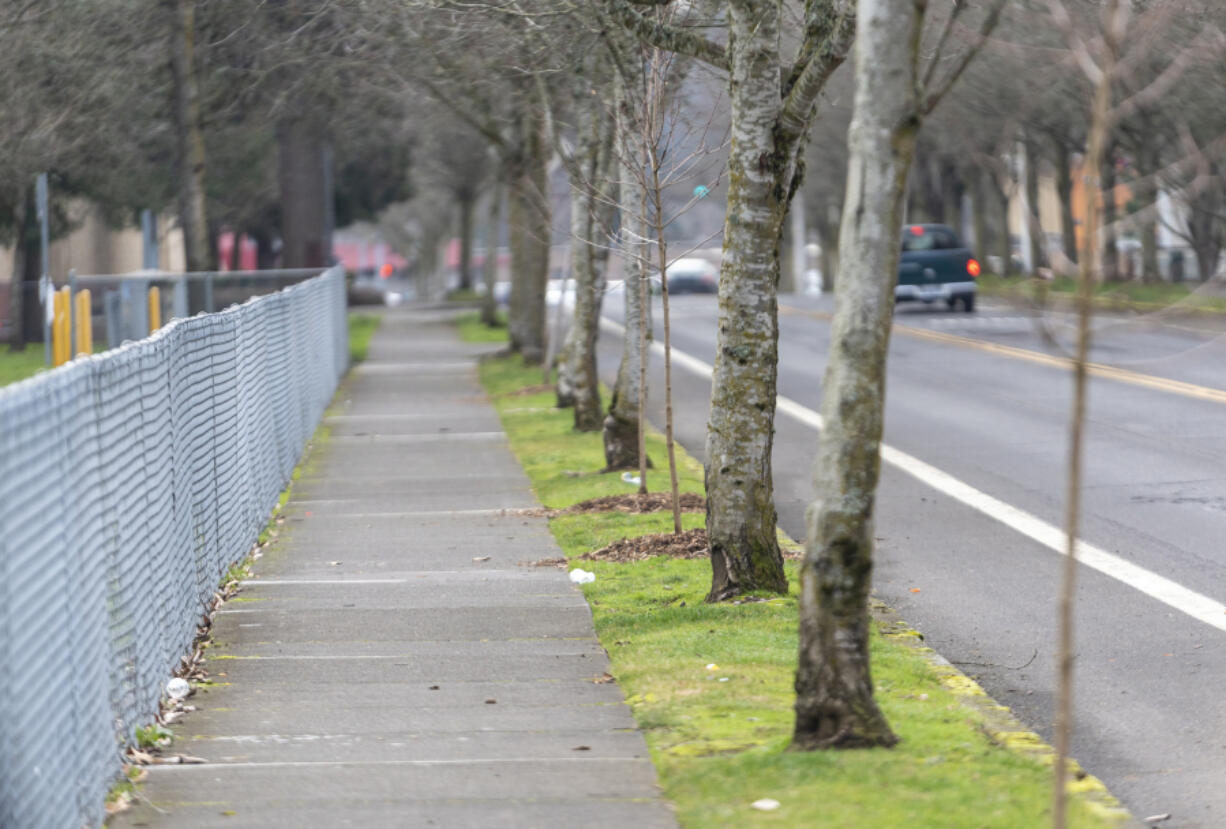 Recently planted trees line the sidewalk next to General Anderson Avenue in January. Vancouver officials are updating their urban forestry management plan to reflect the city&rsquo;s climate goals, including strengthening tree codes.