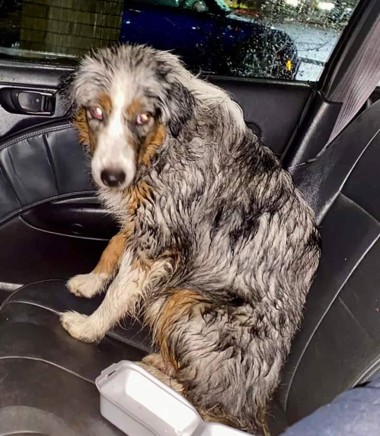 On a cold and rainy December evening, Vancouver resident Scott Hampel rescued Coley the puppy, who had gotten lost on a Washougal highway.