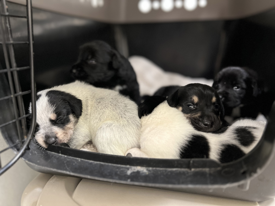 Sadie&rsquo;s puppies resting together at the Humane Society for Southwest Washington.
