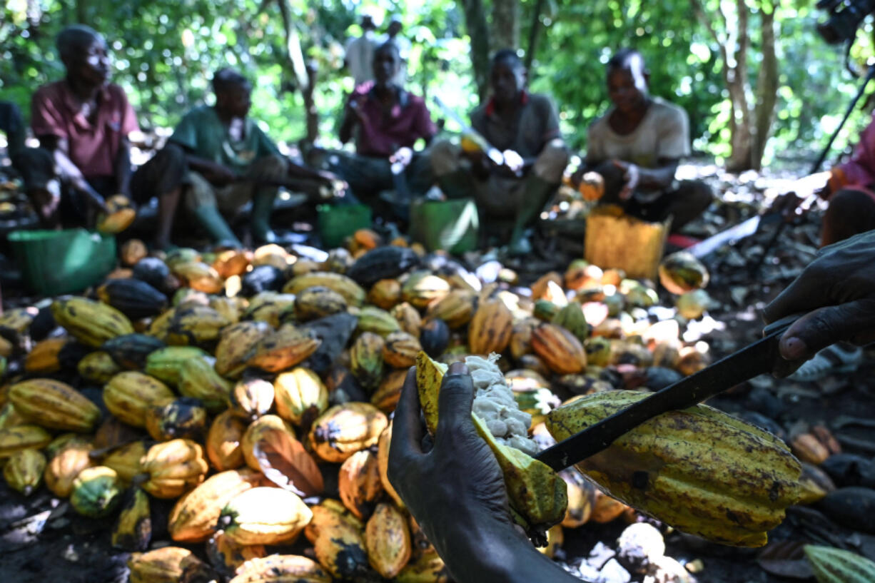 Cocoa farmers extract cocoa beans at a cocoa plantation near Bringakro village, in C&Dagger;&yen;te d&rsquo;Ivoire, on Nov. 17, 2022.