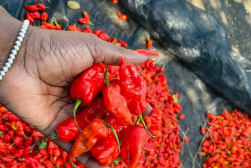 A group of young entrepreneurs from Port-au-Prince are helping farmers in northern Haiti grow peppers. This variety known as &ldquo;Piman Bouk,&rdquo; is among the peppers being developed in Paulette, Haiti. The first shipment was recently sent to Florida in April 2023 by the company AGRILOG.