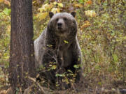 FILE - This undated file photo provided by the Montana Fish, Wildlife and Parks shows a sow grizzly bear spotted near Camas in northwestern Montana. A federal judge in Montana has shortened this winter&rsquo;s wolf trapping season to protect grizzly bears that have not yet begun hibernating from getting caught and injured in traps. The state says it plans to appeal the preliminary injunction issued Tuesday, Nov. 22, 2023.