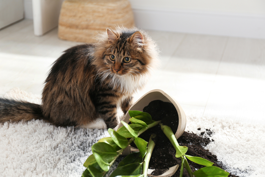 Consult with your veterinarian and visit the American Society for the Prevention of Cruelty to Animals website for a list of pet-safe and toxic plants.