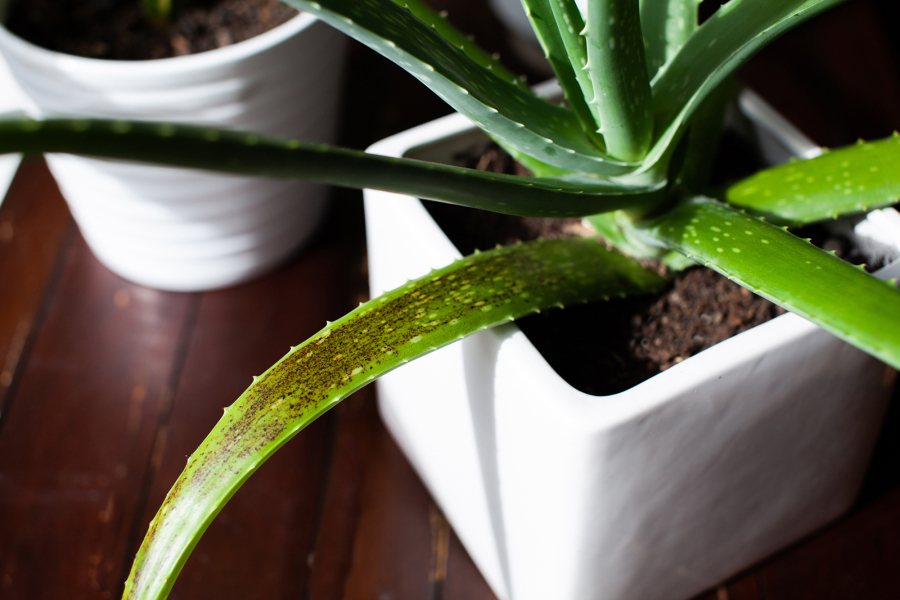 Aloe vera has been used for centuries to treat superficial burns, cuts, sunburn and more.