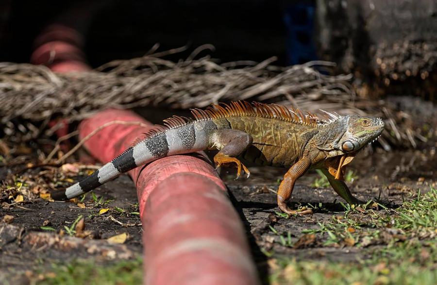 An iguana crawls over a pipe in Miami. Facing an overabundance of iguanas in local parks, Miami-Dade County wants to hire trappers to humanely euthanize the invasive reptiles. (Matias J.