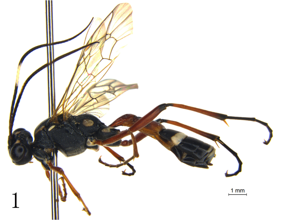 A Serratichneumon maculatus, or spotted parasitic wasp. From Sheng, M.-L., Riedel, M., &amp; Wang, Z. (2023).