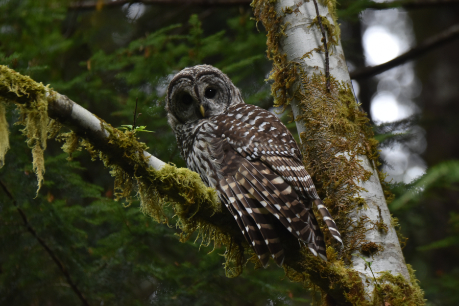(Strix varia) The hoot of the Barred owl is &ldquo; Who cooks for you, who cooks for you all&rdquo;.   Their orange-yellow beak and streaked breast help identify this bird from the Spotted Owl with a dotted white patterned breast.
