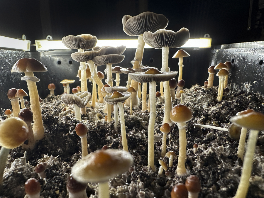 Psilocybin mushrooms stand ready for harvest in a humidified &ldquo;fruiting chamber&rdquo; in the basement of a private home on July 28, 2023, in Fairfield County, Connecticut. The East Bay pilot&rsquo;s midair meltdown, where he tried to shut off a jet&rsquo;s engines and later told police he&rsquo;d been depressed and recently took magic mushrooms, may prove a setback for the quest to make California the third state to legalize psychedelic drugs.