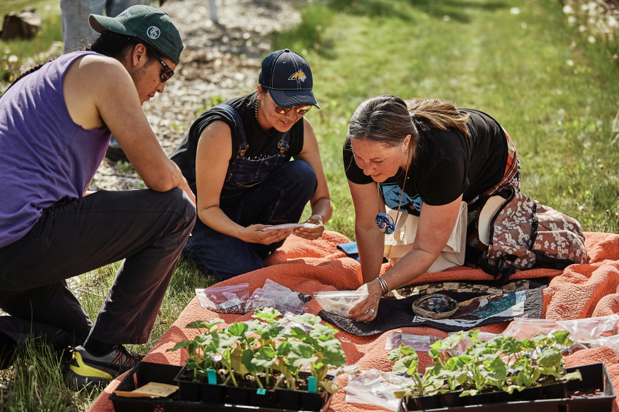 From left to right, James Vallie (Aps&Dagger;&ordm;alooke/Anishinaabe), Angela Bear Claw (Aps&Dagger;&ordm;alooke), and Jill Falcon Ramaker (Anishinaabe) plant Native   seeds in the Indigenous gardens at Montana State University on June 4, 2021.