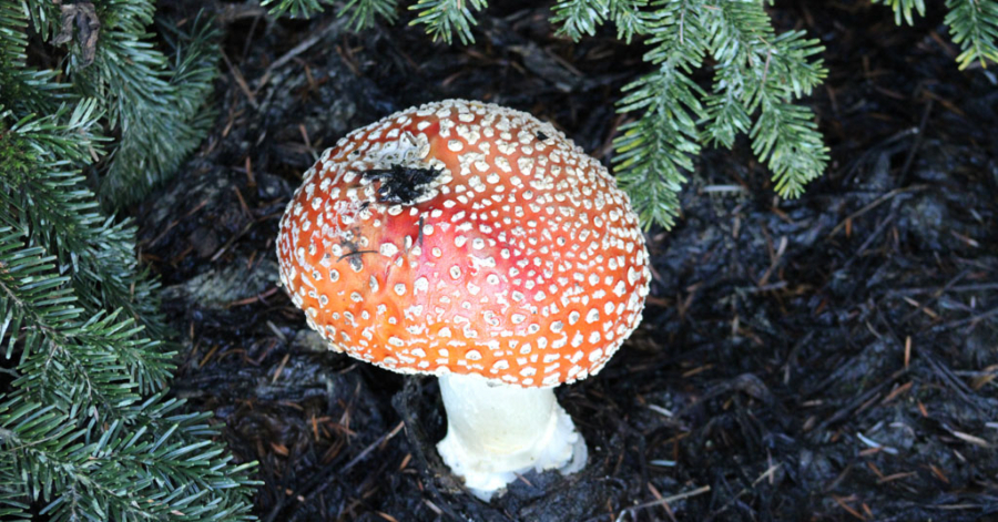 Amanita muscaria mushroom grows at the base of a Christmas tree in Puyallup.