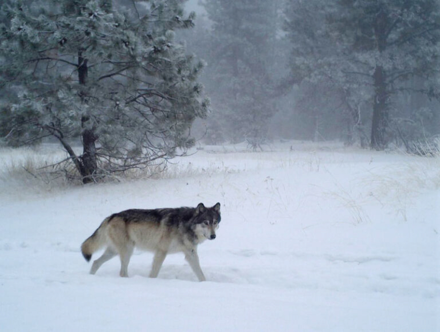 The breeding male of the Chesnimnus Pack is caught on camera during the winter survey on U.S. Forest Service land in northern Wallowa County in December 2018.