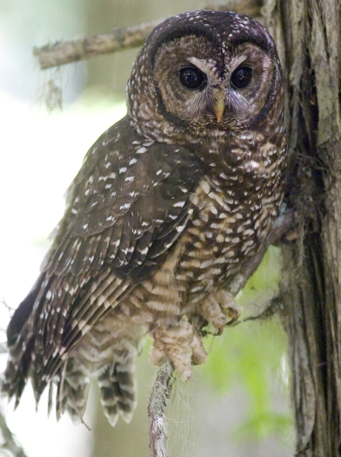 A female Spotted Owl sits perched on a branch of a tree among old growth near Mount Rainier forest land in Washington, June 27, 2008.