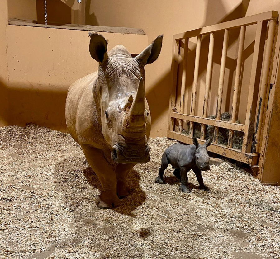 Zoo Atlanta welcomed a newborn southern white rhinoceros calf on Christmas Eve. The largest of five rhino species, southern white rhino calves are born weighing 100-150 pounds.