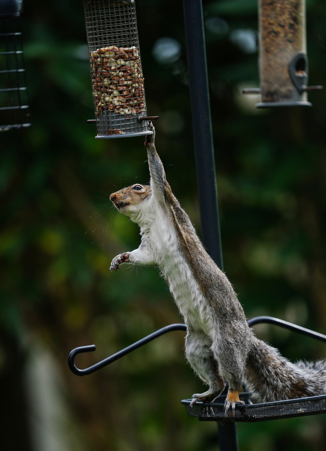 A gray squirrel tries to reach nuts in a bird feeder in a garden in Worcestershire, England, May 12, 2022.