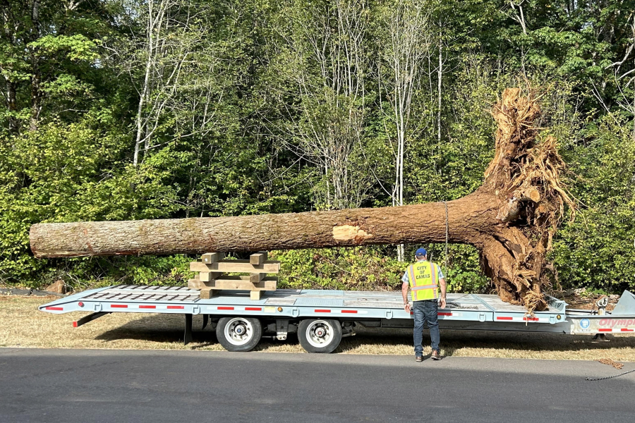 Port of Camas-Washougal employees load a tree trunk onto a trailer at Grove Field to transport it to Lawton Creek earlier this year.