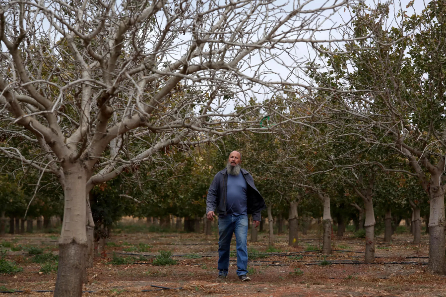 Farmer John McCorry surveys his barren pistachio orchards, where hundreds of trees suffocated in last winter&Ccedil;&fnof;&Ugrave;s flooding.